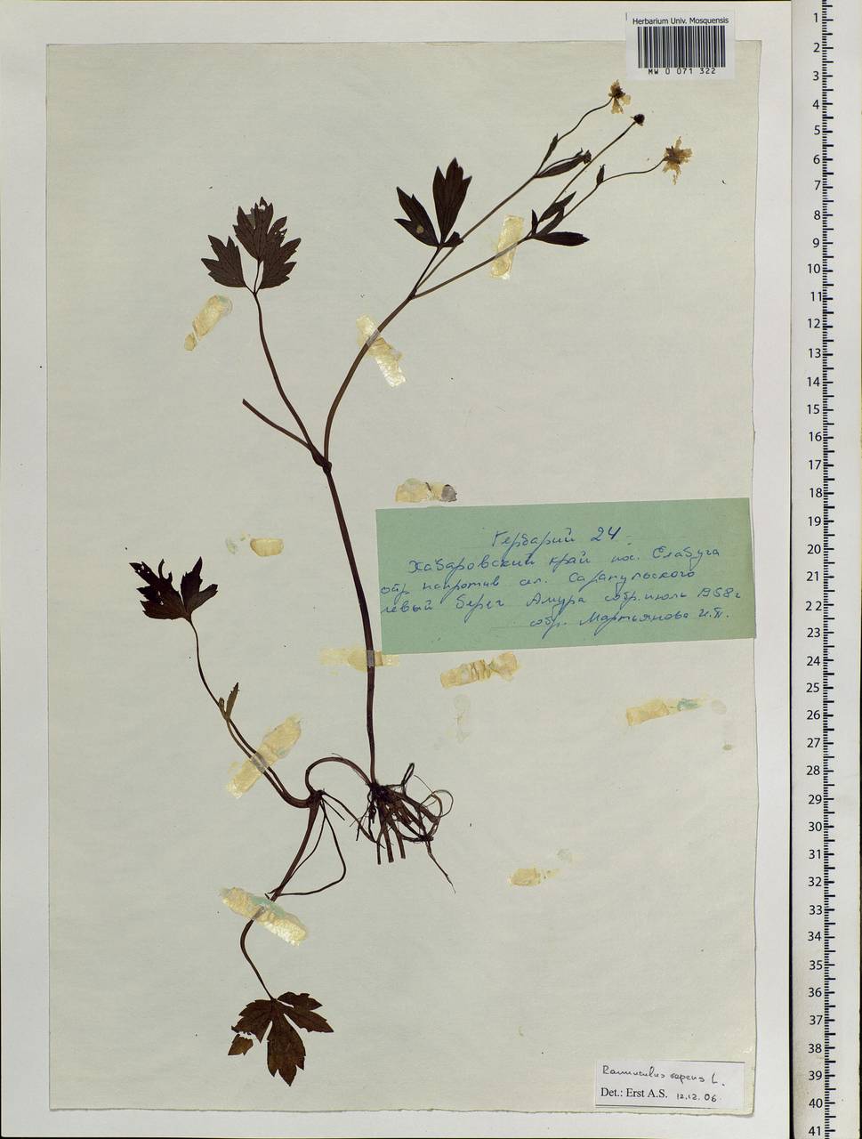 Ranunculus repens L., Siberia, Russian Far East (S6) (Russia)