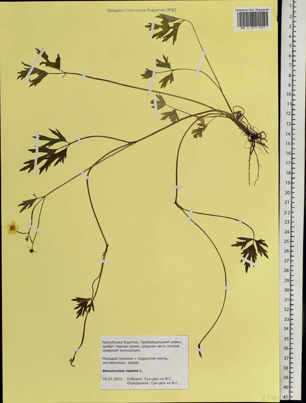 Ranunculus repens L., Siberia, Baikal & Transbaikal region (S4) (Russia)