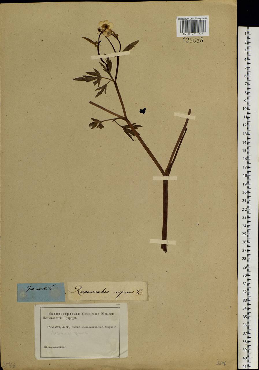 Ranunculus repens L., Siberia, Baikal & Transbaikal region (S4) (Russia)