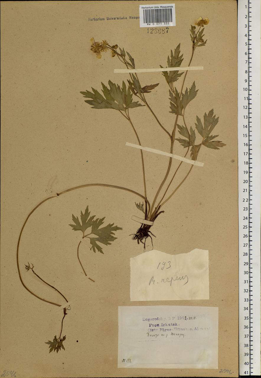 Ranunculus repens L., Siberia, Baikal & Transbaikal region (S4) (Russia)