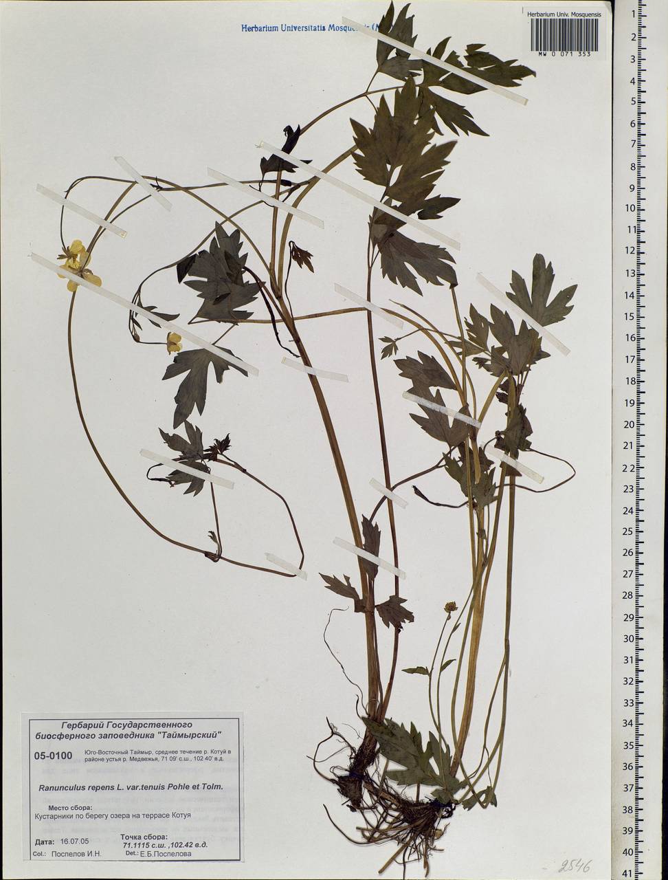 Ranunculus repens L., Siberia, Central Siberia (S3) (Russia)