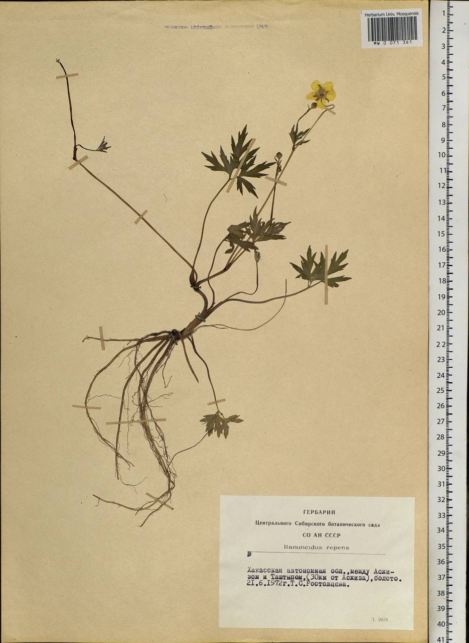 Ranunculus repens L., Siberia, Altai & Sayany Mountains (S2) (Russia)