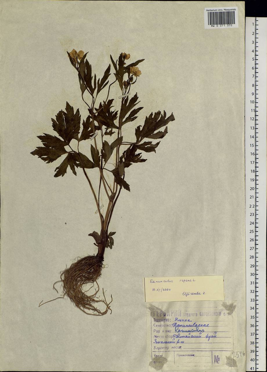 Ranunculus repens L., Siberia, Altai & Sayany Mountains (S2) (Russia)
