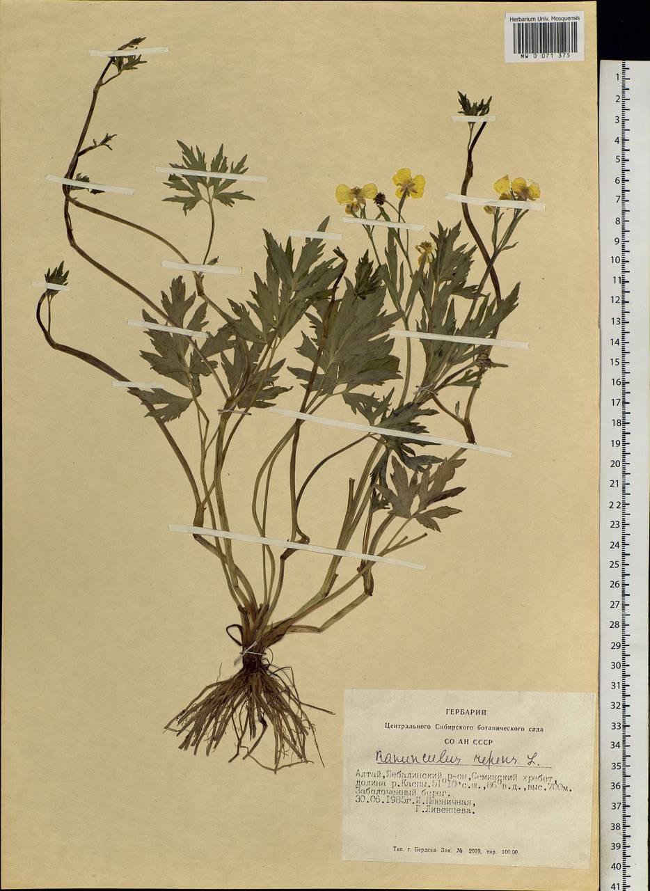 Ranunculus repens L., Siberia, Altai & Sayany Mountains (S2) (Russia)