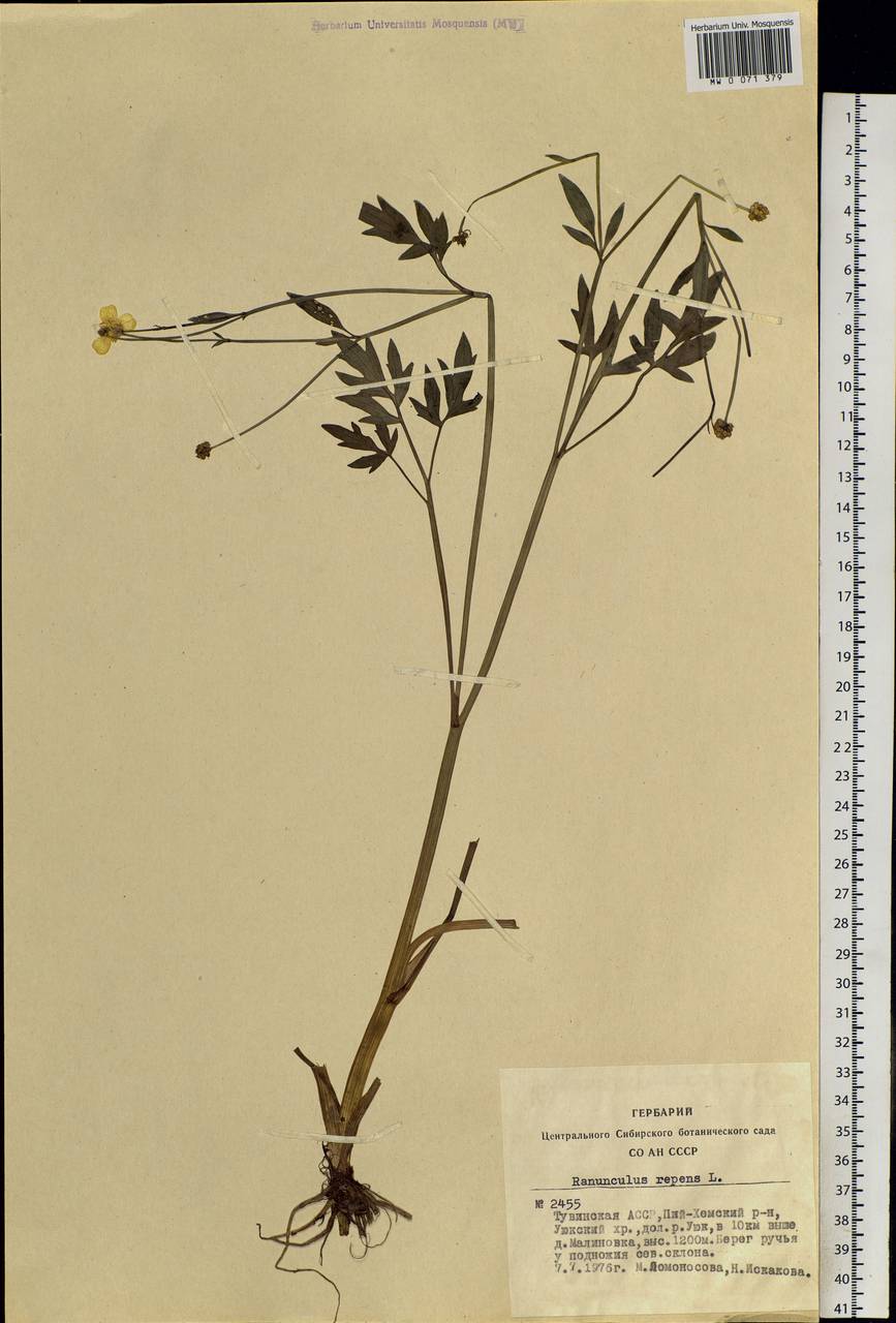 Ranunculus repens L., Siberia, Altai & Sayany Mountains (S2) (Russia)