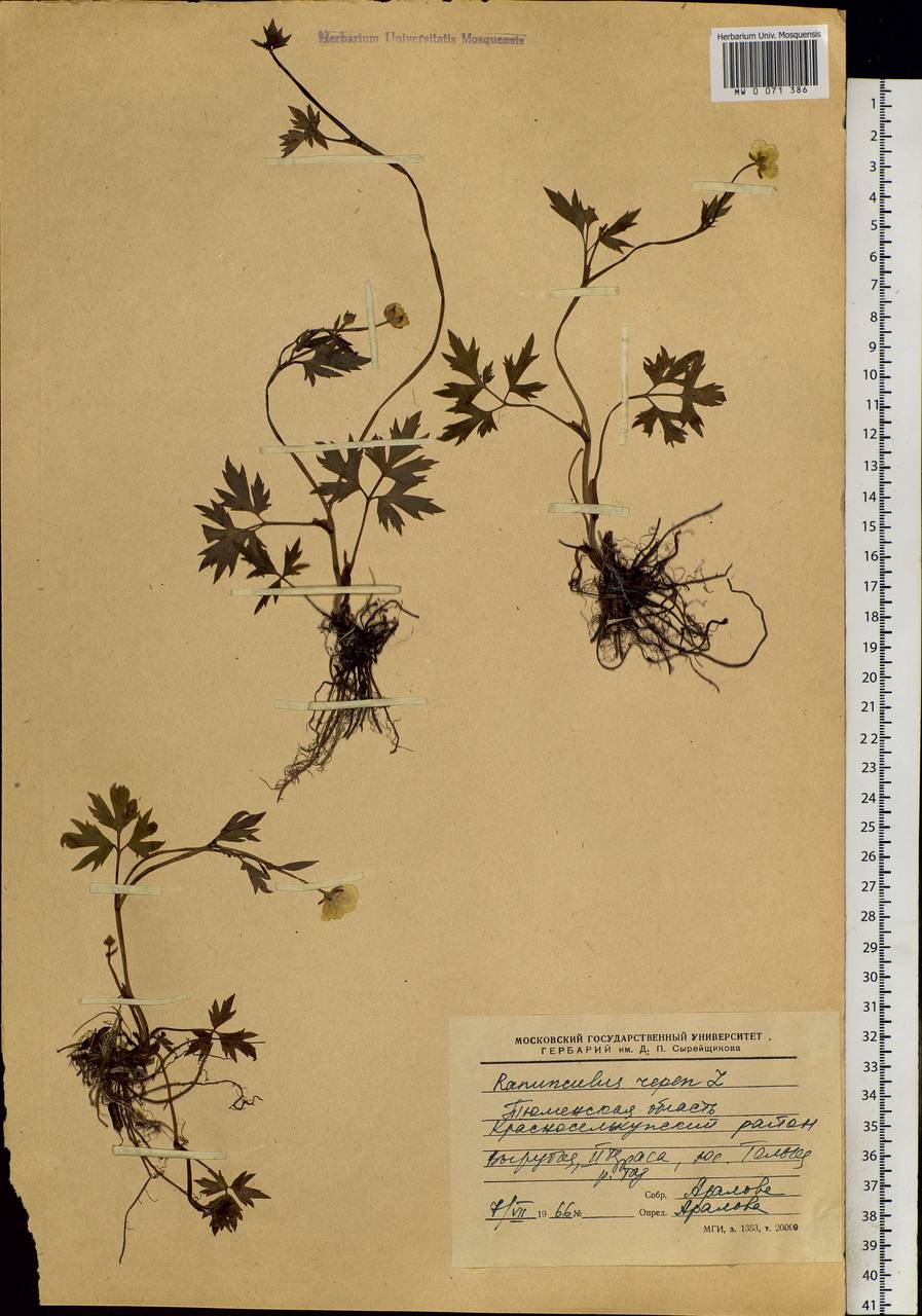 Ranunculus repens L., Siberia, Western Siberia (S1) (Russia)