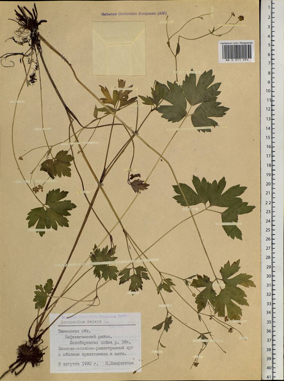 Ranunculus repens L., Siberia, Western Siberia (S1) (Russia)