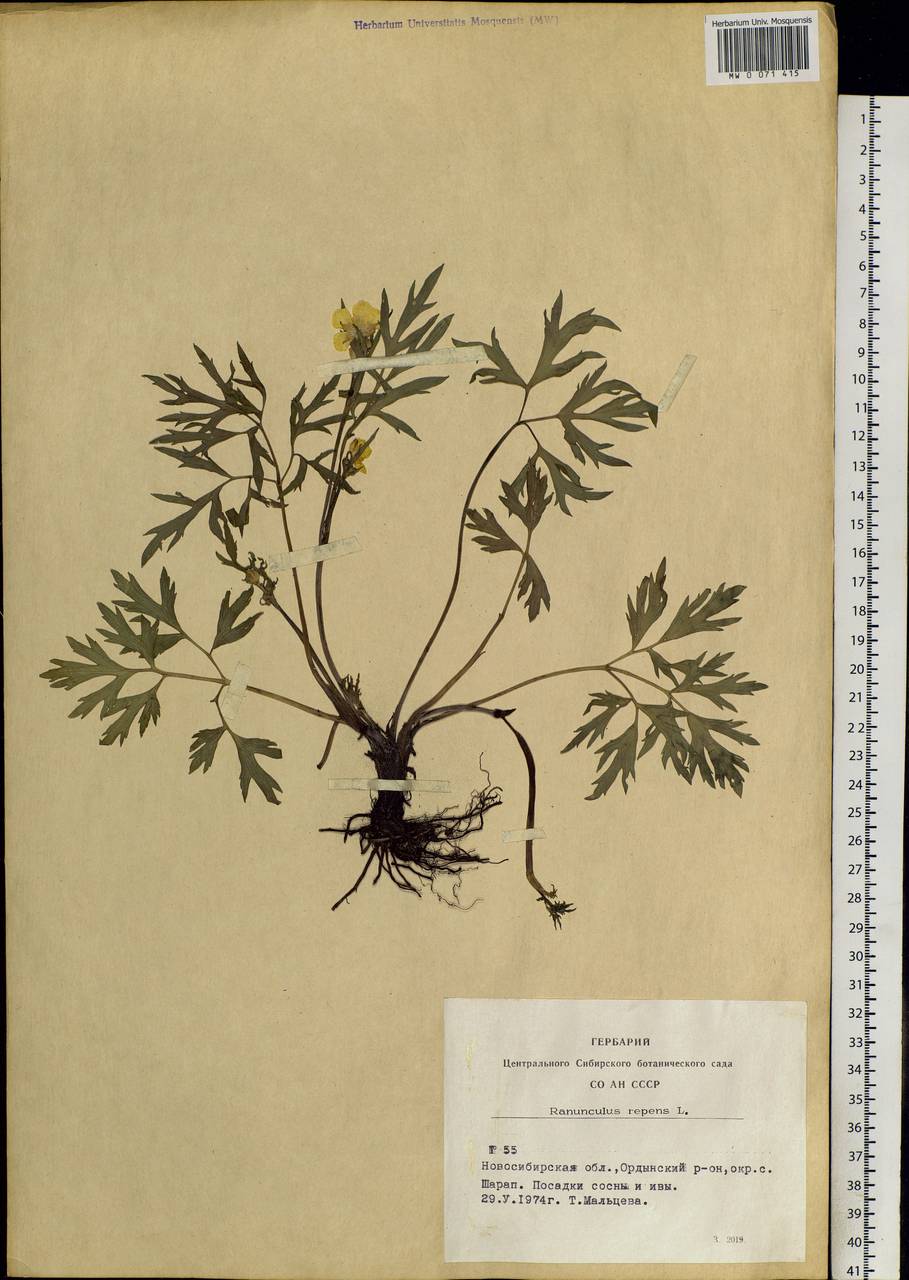 Ranunculus repens L., Siberia, Western Siberia (S1) (Russia)