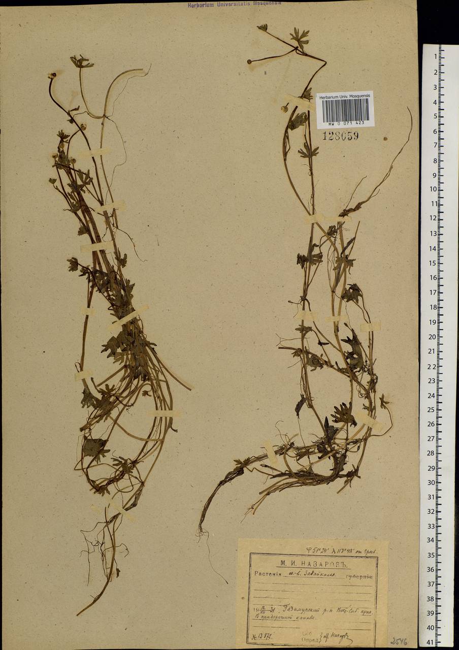 Ranunculus radicans C. A. Mey., Siberia, Baikal & Transbaikal region (S4) (Russia)