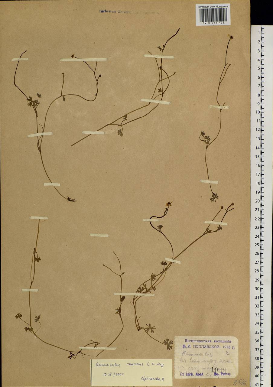 Ranunculus radicans C. A. Mey., Siberia, Baikal & Transbaikal region (S4) (Russia)