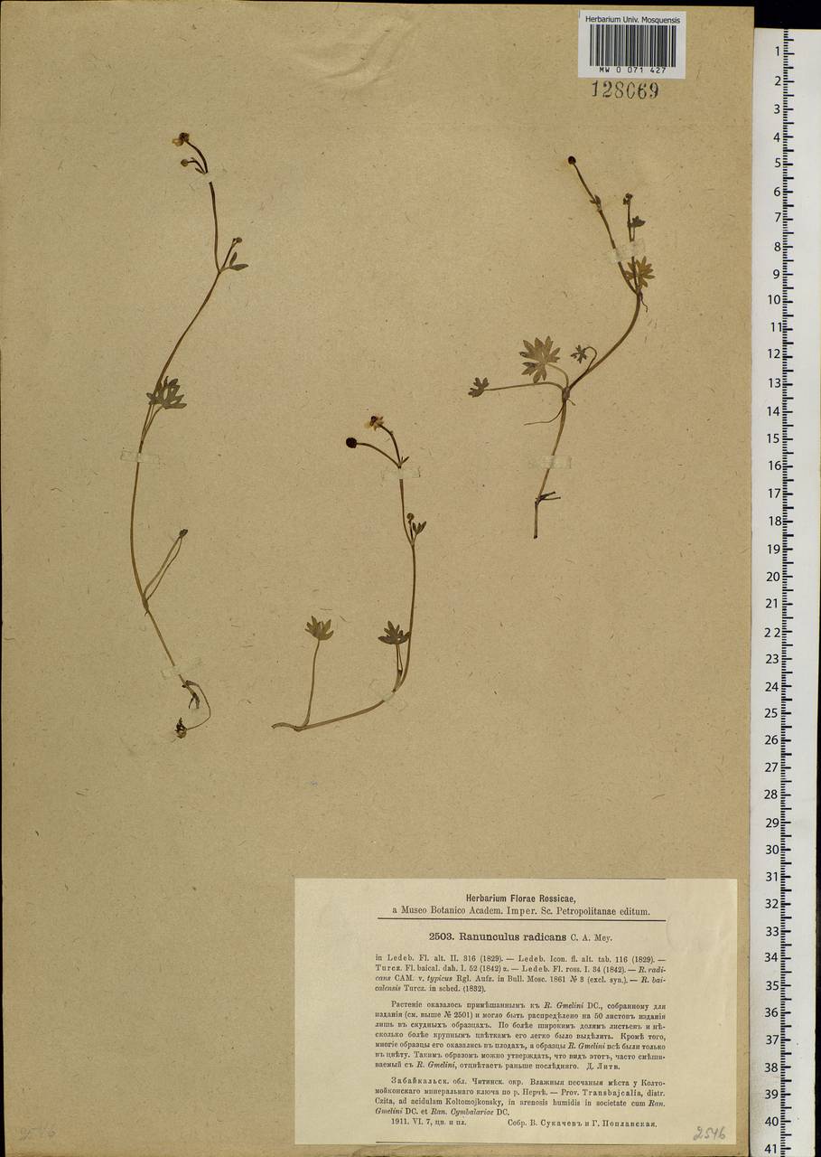 Ranunculus radicans C. A. Mey., Siberia, Baikal & Transbaikal region (S4) (Russia)