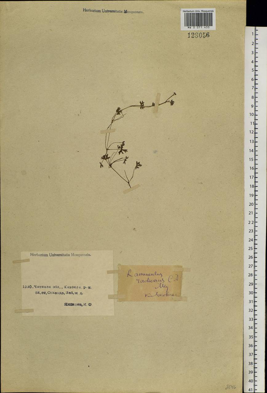 Ranunculus radicans C. A. Mey., Siberia, Baikal & Transbaikal region (S4) (Russia)