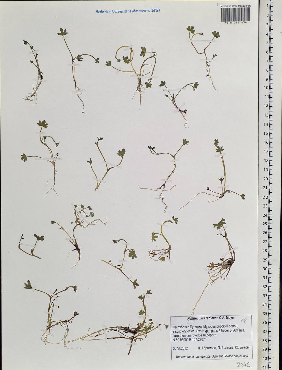 Ranunculus radicans C. A. Mey., Siberia, Baikal & Transbaikal region (S4) (Russia)