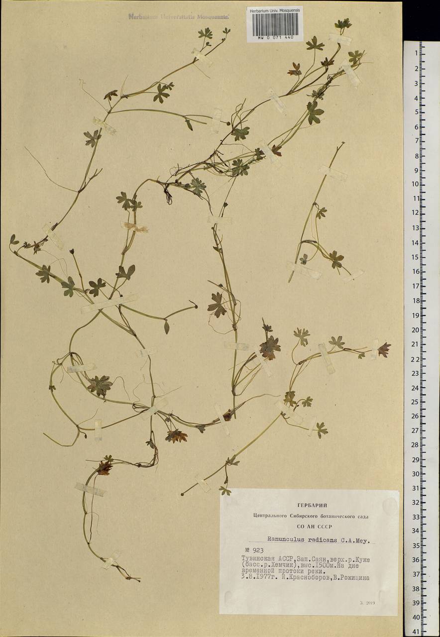 Ranunculus radicans C. A. Mey., Siberia, Altai & Sayany Mountains (S2) (Russia)