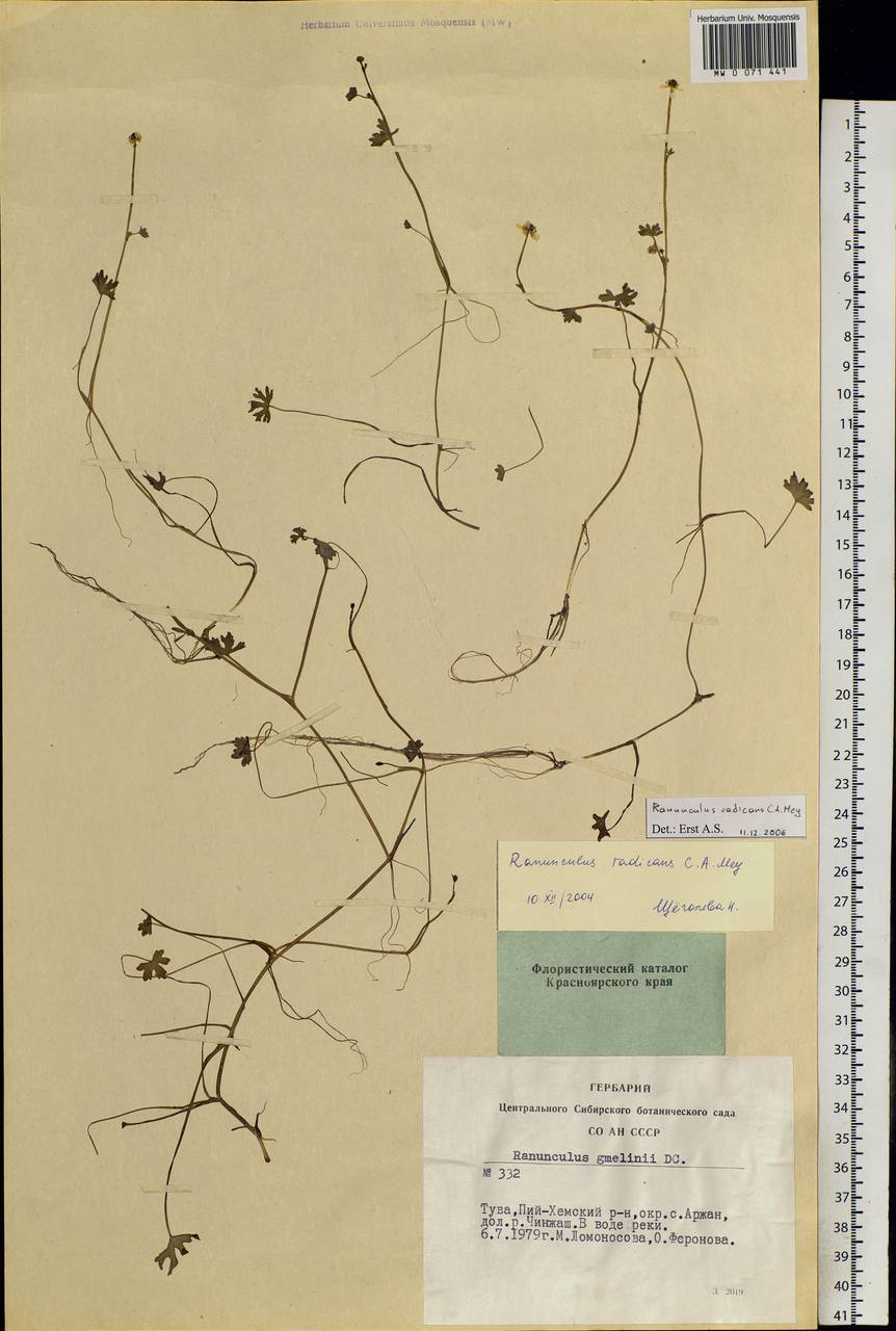 Ranunculus radicans C. A. Mey., Siberia, Altai & Sayany Mountains (S2) (Russia)