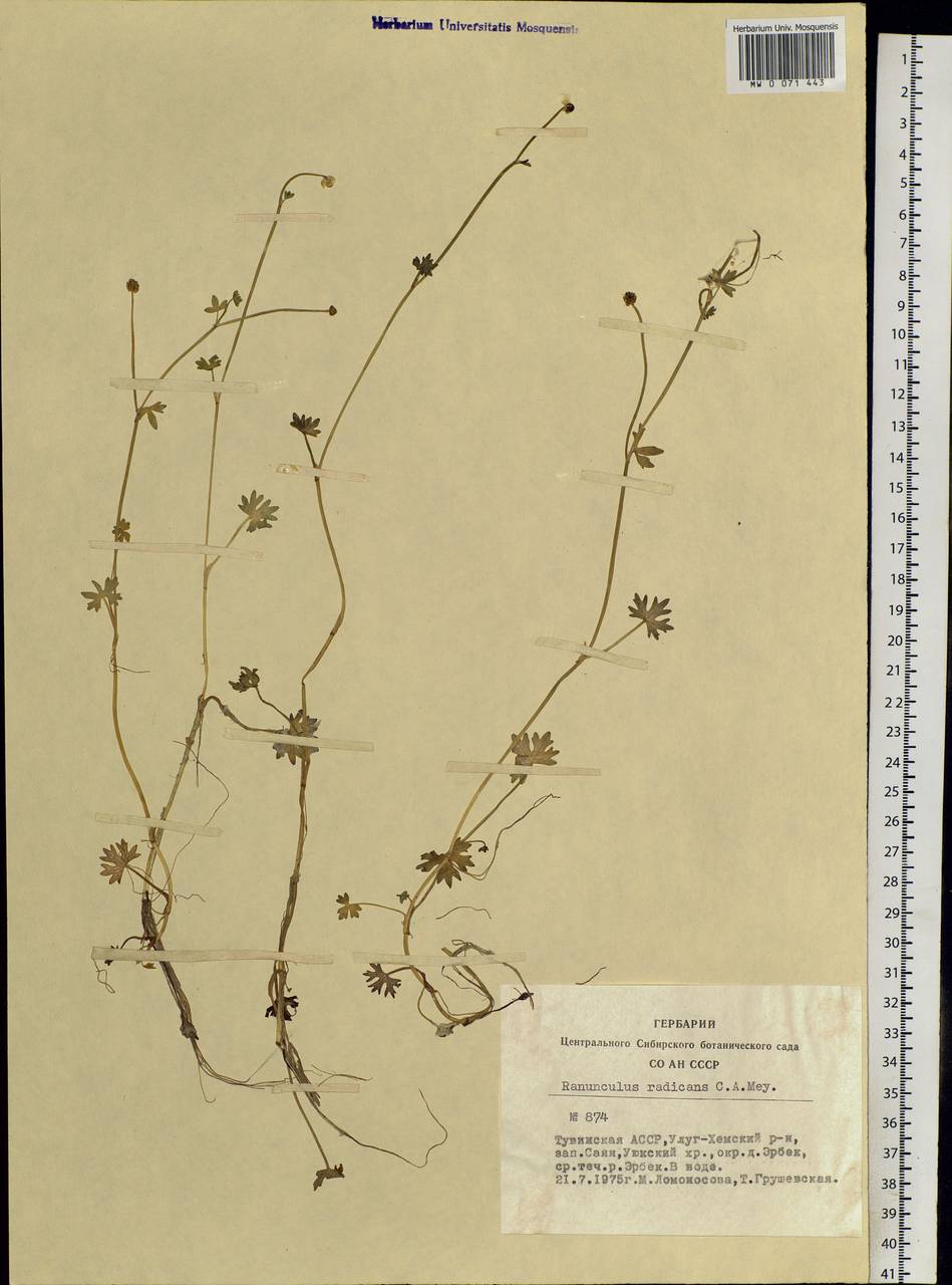 Ranunculus radicans C. A. Mey., Siberia, Altai & Sayany Mountains (S2) (Russia)