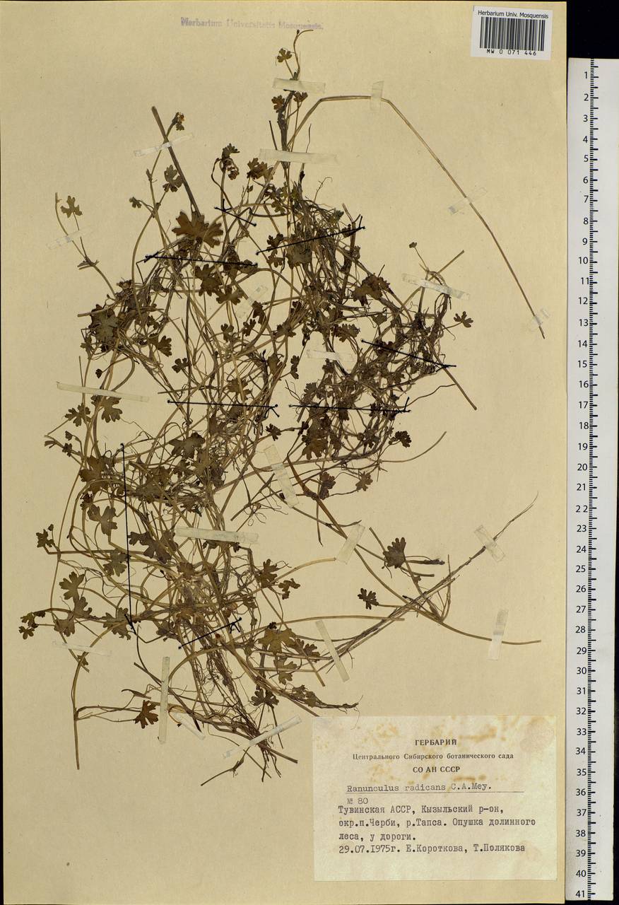 Ranunculus radicans C. A. Mey., Siberia, Altai & Sayany Mountains (S2) (Russia)