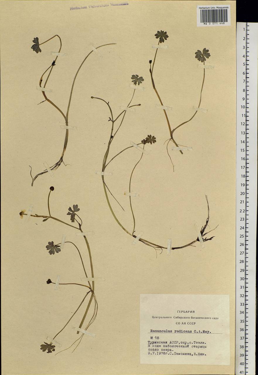 Ranunculus radicans C. A. Mey., Siberia, Altai & Sayany Mountains (S2) (Russia)