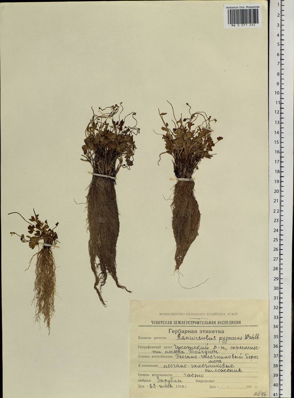 Ranunculus pygmaeus Wahlenb., Siberia, Chukotka & Kamchatka (S7) (Russia)