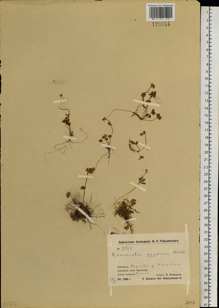 Ranunculus pygmaeus Wahlenb., Siberia, Chukotka & Kamchatka (S7) (Russia)