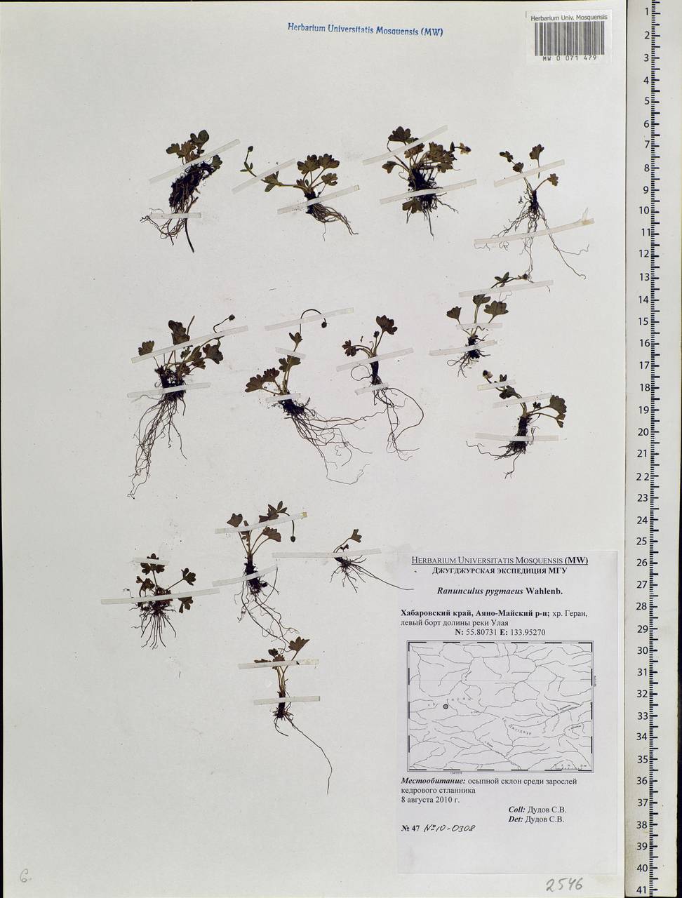 Ranunculus pygmaeus Wahlenb., Siberia, Russian Far East (S6) (Russia)