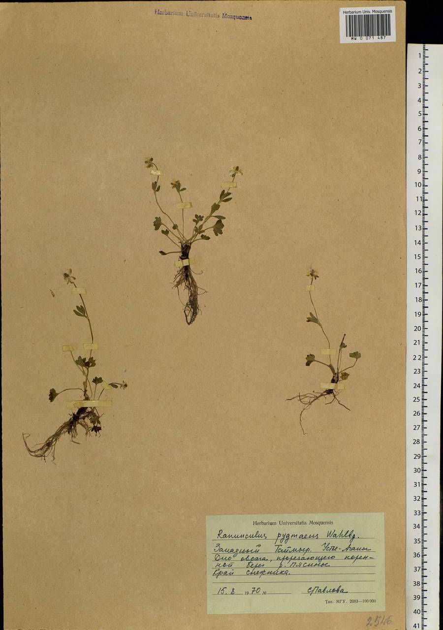 Ranunculus pygmaeus Wahlenb., Siberia, Central Siberia (S3) (Russia)
