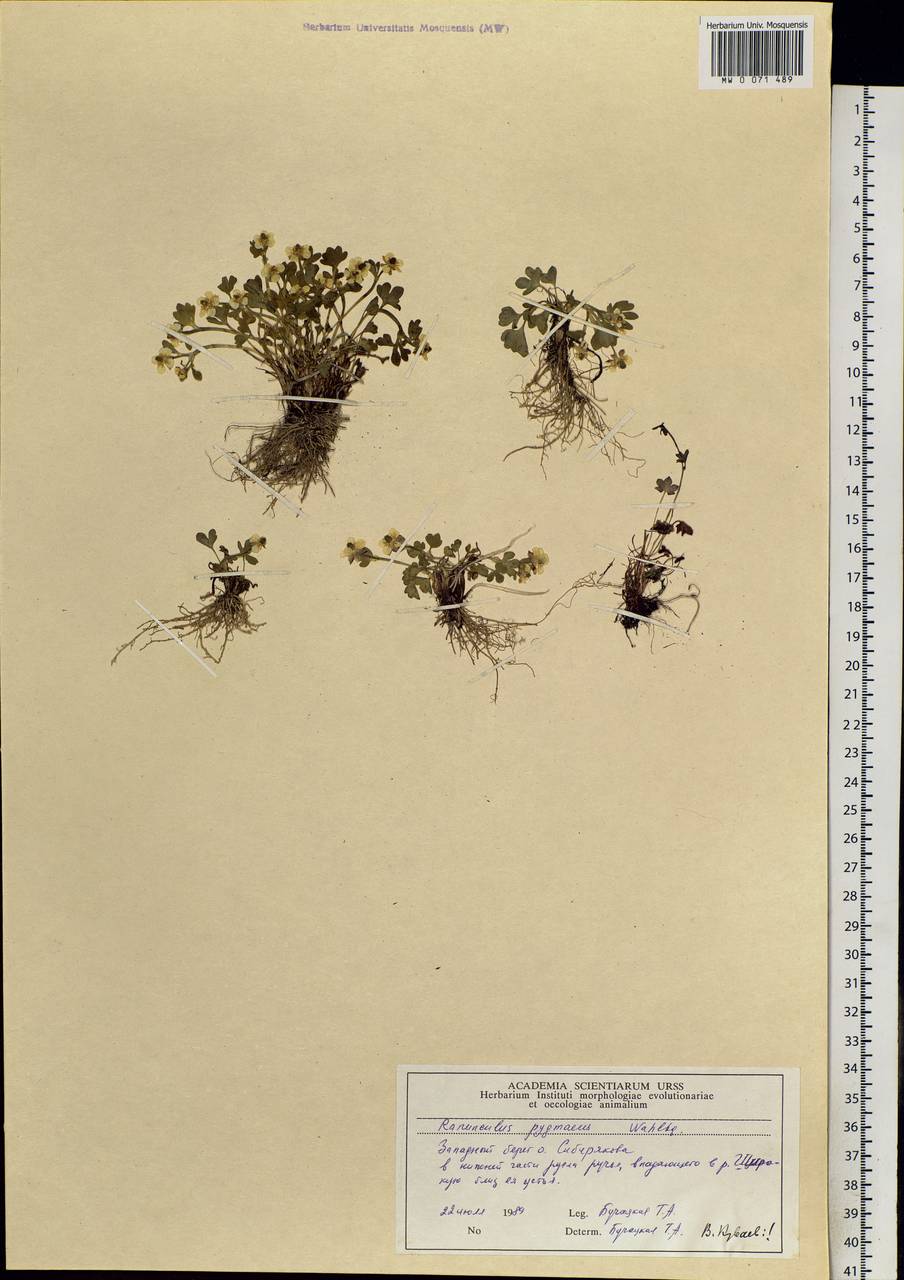 Ranunculus pygmaeus Wahlenb., Siberia, Central Siberia (S3) (Russia)