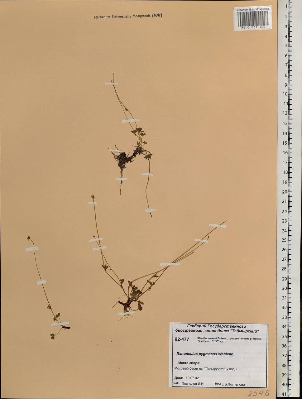 Ranunculus pygmaeus Wahlenb., Siberia, Central Siberia (S3) (Russia)