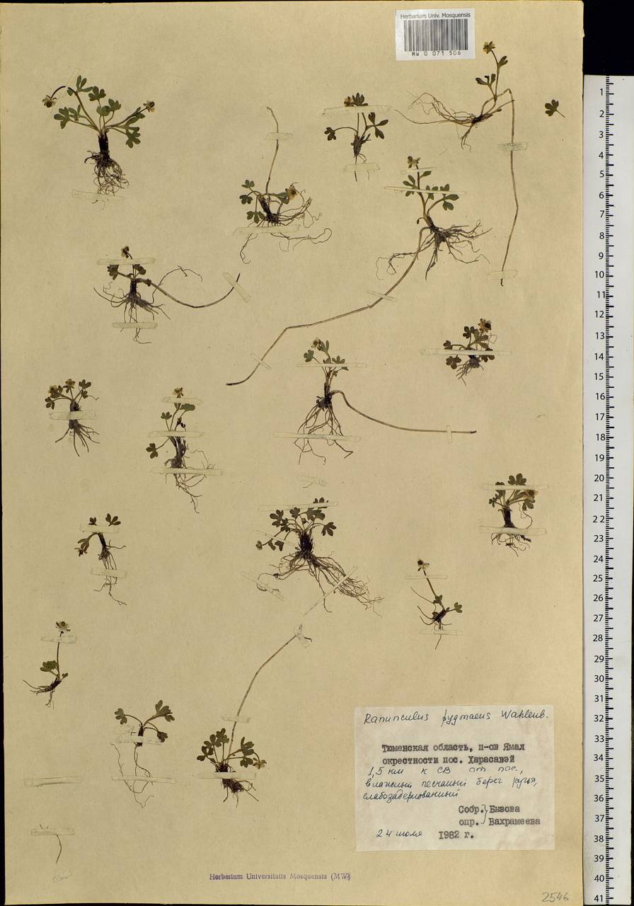 Ranunculus pygmaeus Wahlenb., Siberia, Western Siberia (S1) (Russia)