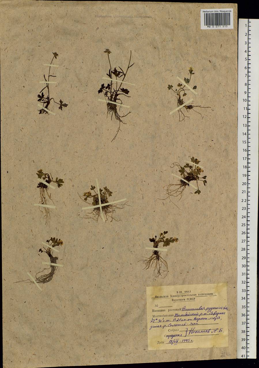 Ranunculus pygmaeus Wahlenb., Siberia, Western Siberia (S1) (Russia)