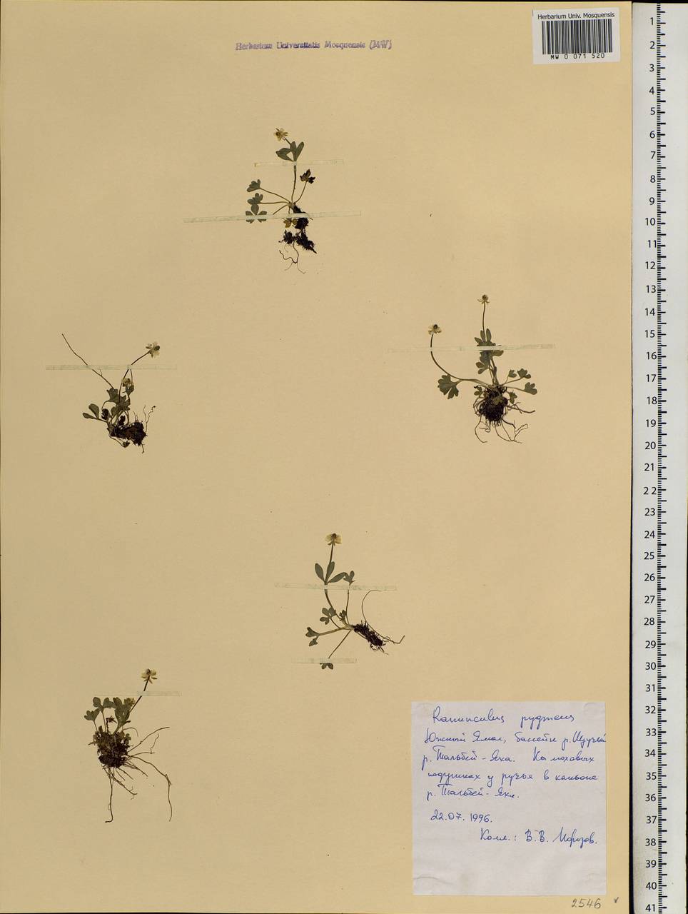 Ranunculus pygmaeus Wahlenb., Siberia, Western Siberia (S1) (Russia)