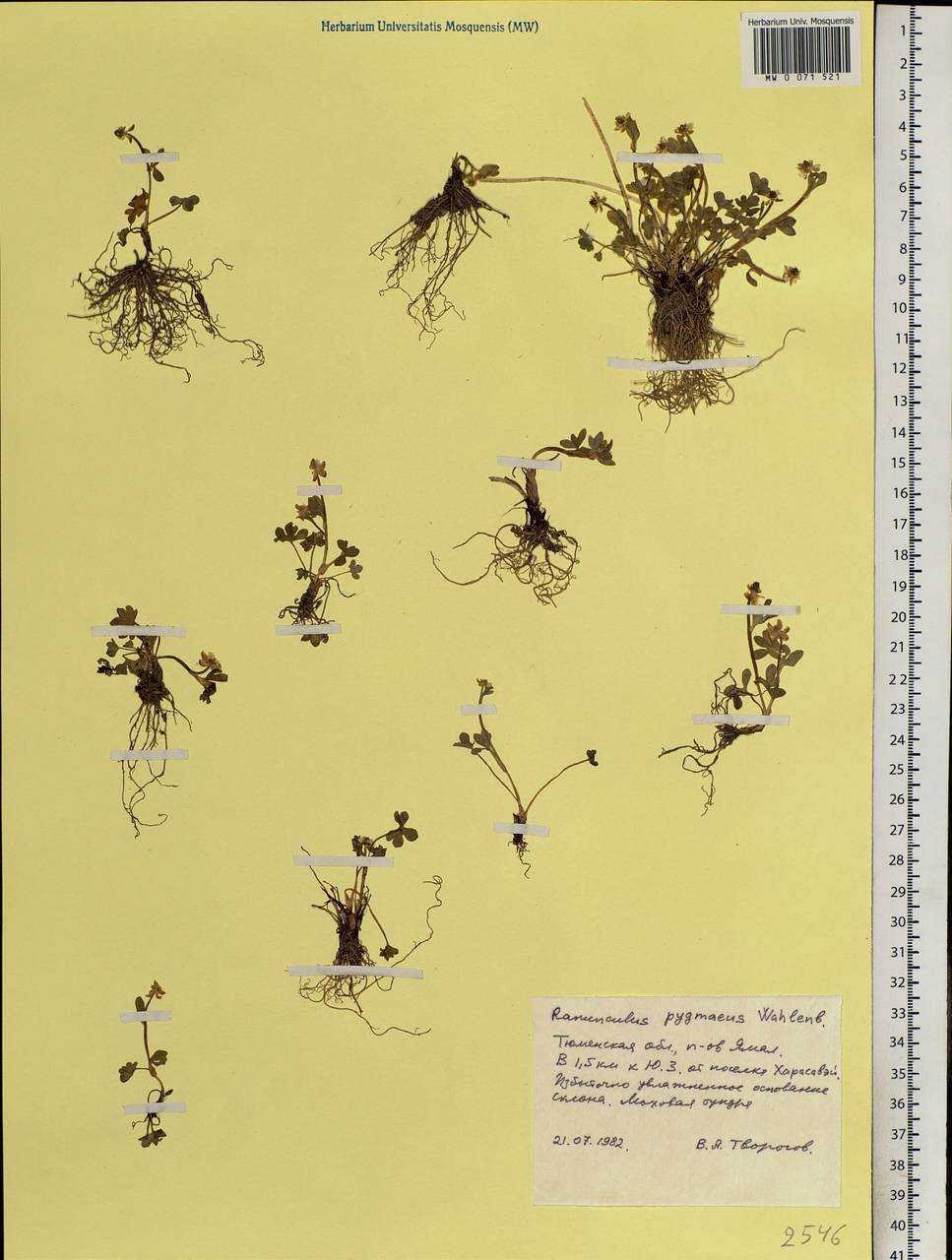 Ranunculus pygmaeus Wahlenb., Siberia, Western Siberia (S1) (Russia)