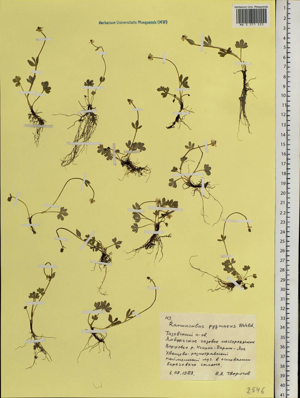 Ranunculus pygmaeus Wahlenb., Siberia, Western Siberia (S1) (Russia)