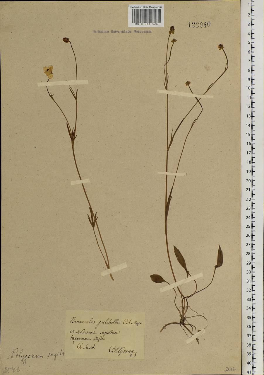 Ranunculus pulchellus C. A. Mey., Siberia, Baikal & Transbaikal region (S4) (Russia)