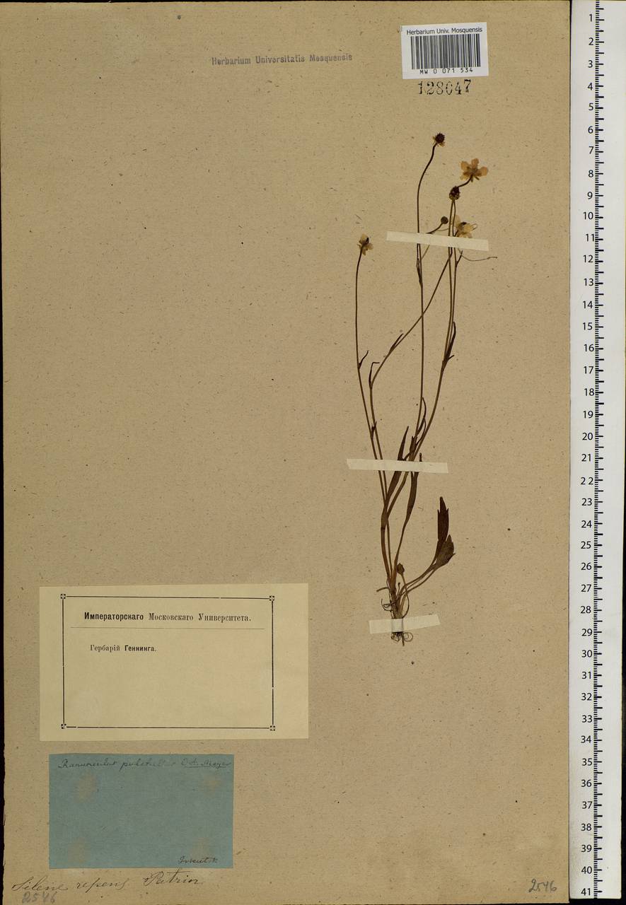 Ranunculus pulchellus C. A. Mey., Siberia, Baikal & Transbaikal region (S4) (Russia)