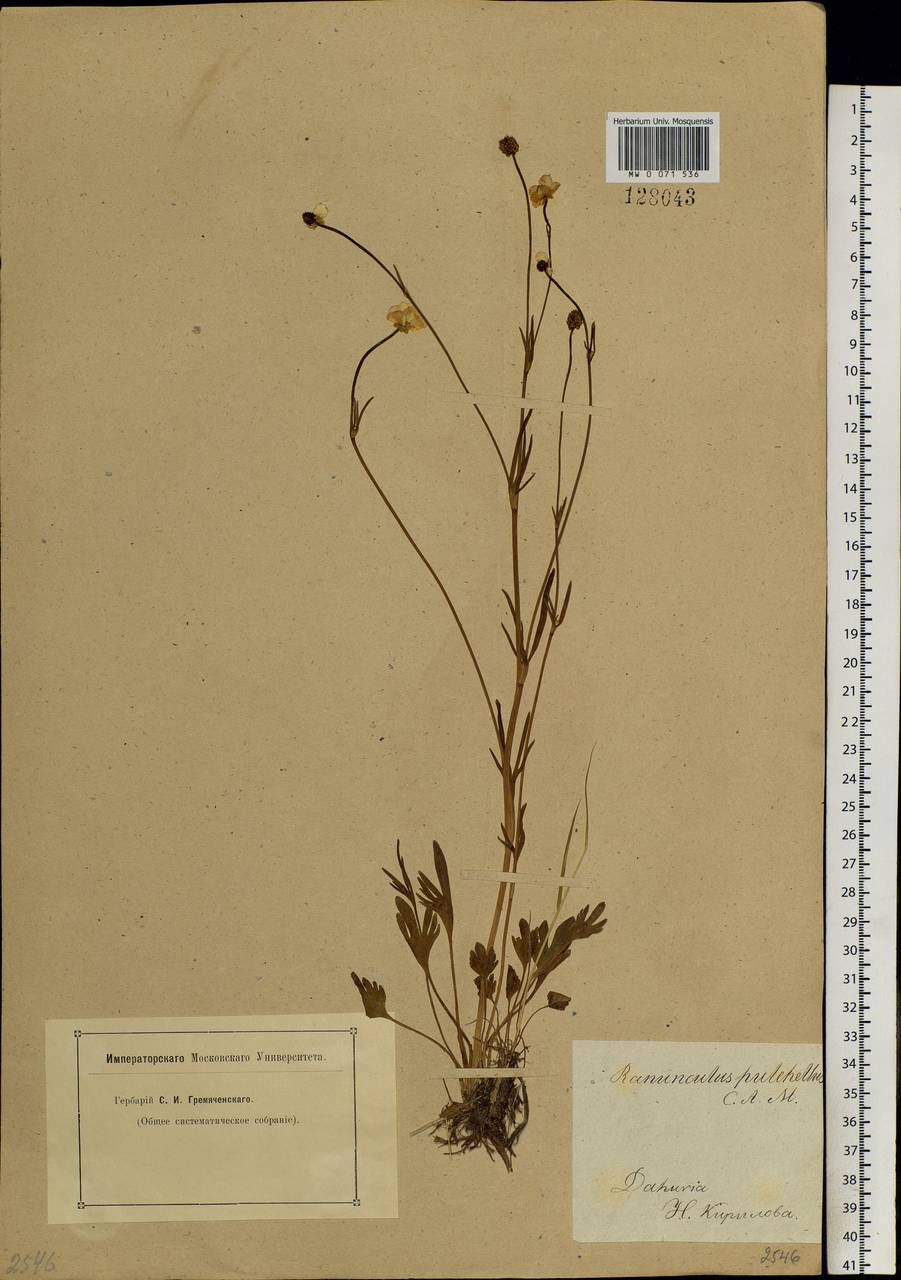 Ranunculus pulchellus C. A. Mey., Siberia, Baikal & Transbaikal region (S4) (Russia)