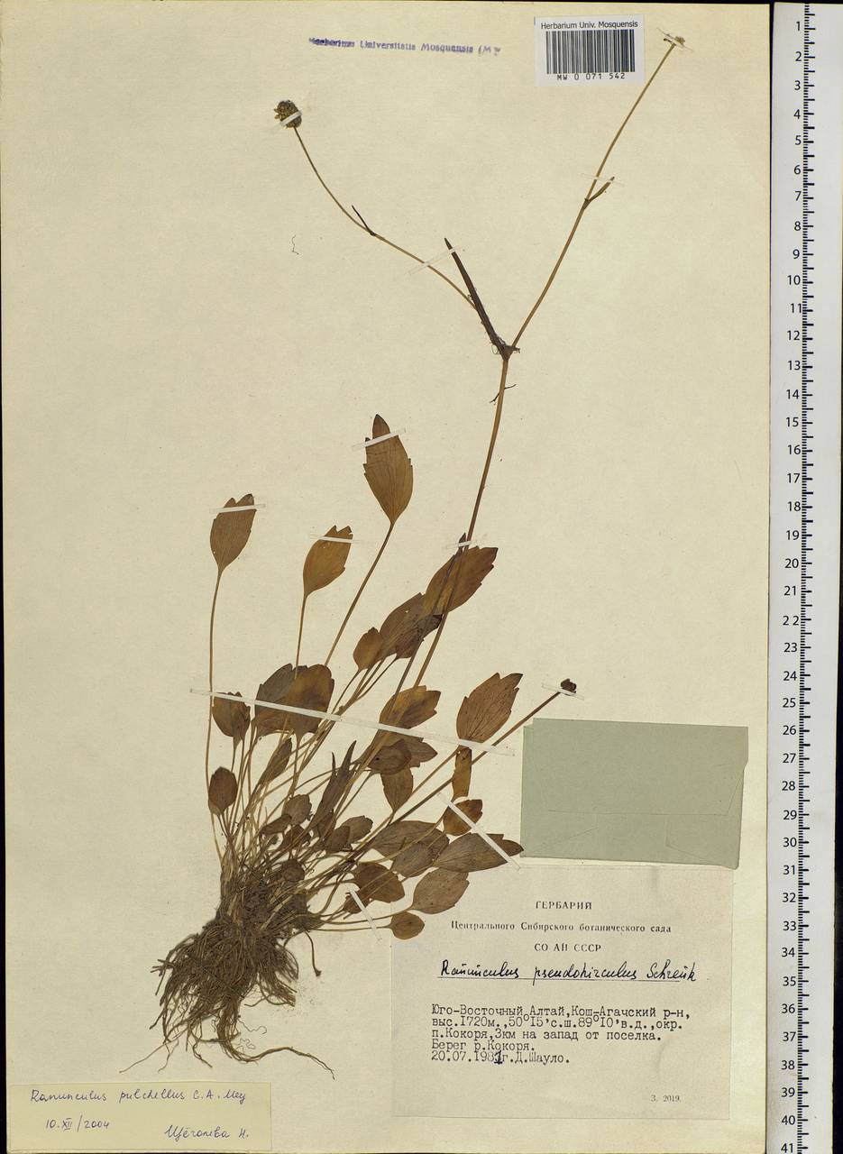Ranunculus pulchellus C. A. Mey., Siberia, Altai & Sayany Mountains (S2) (Russia)