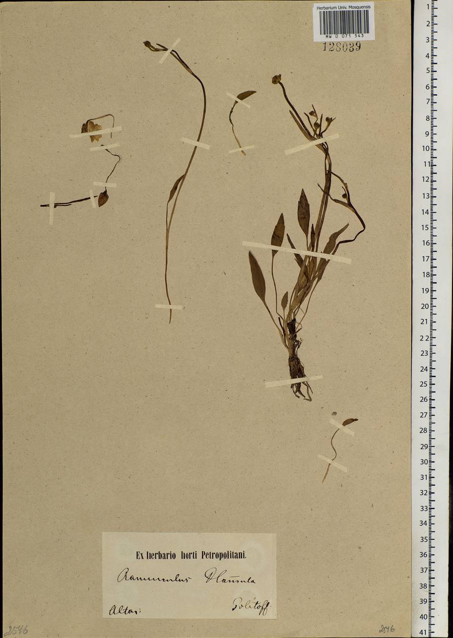 Ranunculus pulchellus C. A. Mey., Siberia, Altai & Sayany Mountains (S2) (Russia)