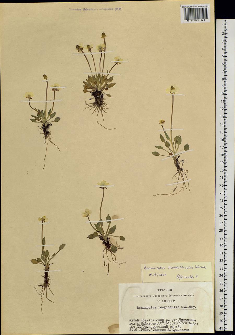 Ranunculus pulchellus C. A. Mey., Siberia, Altai & Sayany Mountains (S2) (Russia)