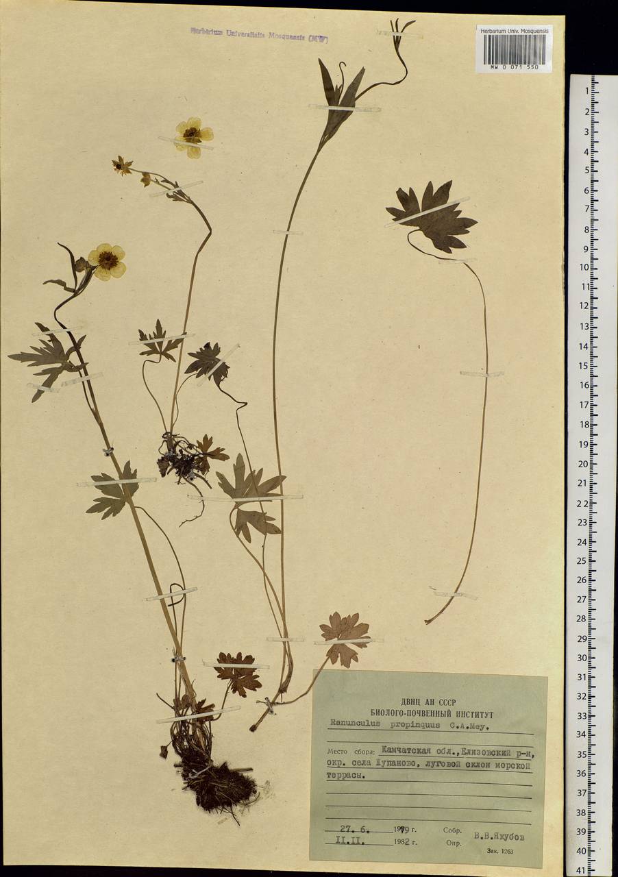 Ranunculus propinquus C. A. Mey., Siberia, Chukotka & Kamchatka (S7) (Russia)