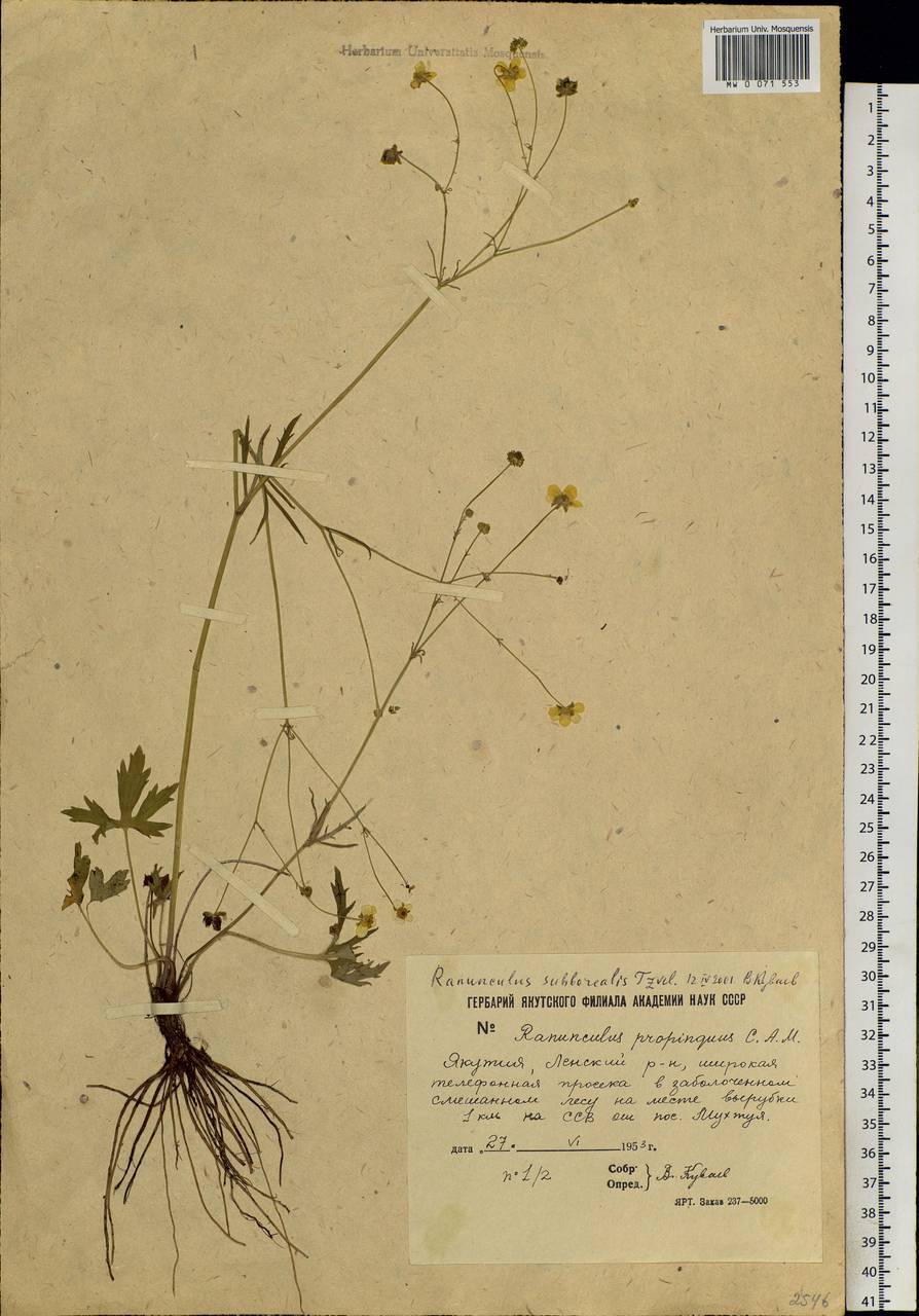 Ranunculus propinquus, Siberia, Yakutia (S5) (Russia)