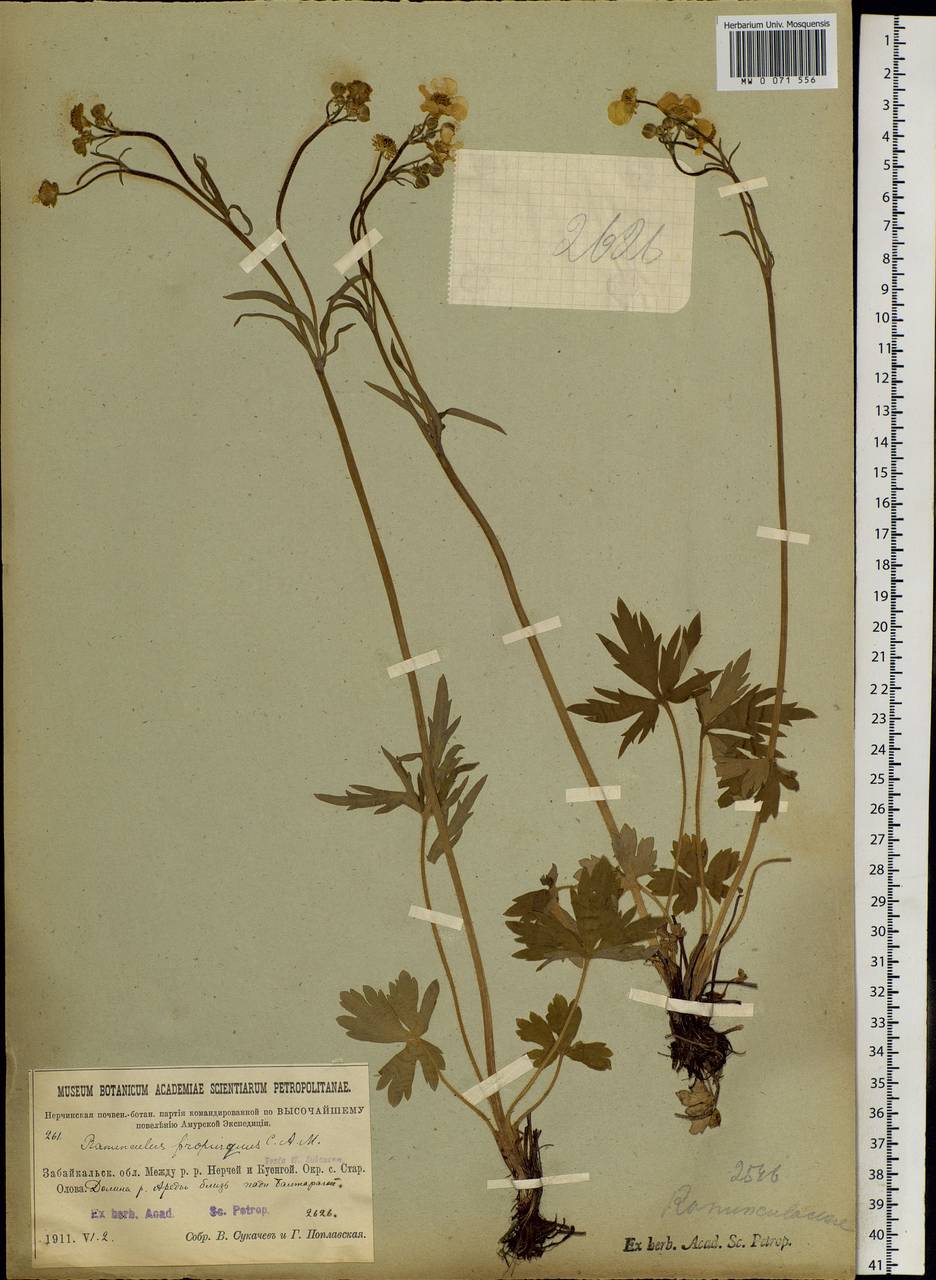 Ranunculus propinquus, Siberia, Baikal & Transbaikal region (S4) (Russia)