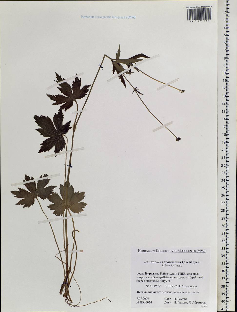 Ranunculus propinquus, Siberia, Baikal & Transbaikal region (S4) (Russia)