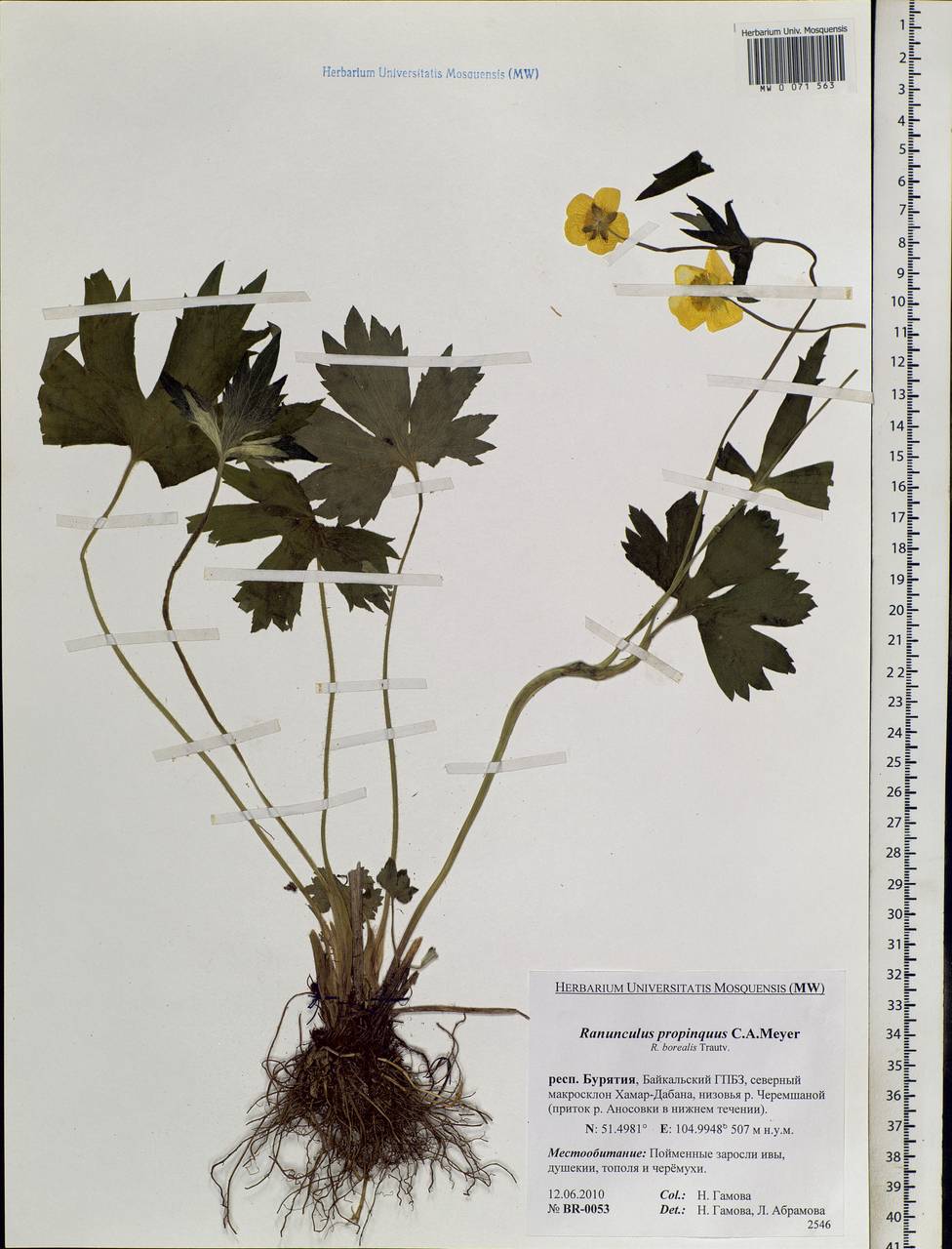 Ranunculus propinquus, Siberia, Baikal & Transbaikal region (S4) (Russia)