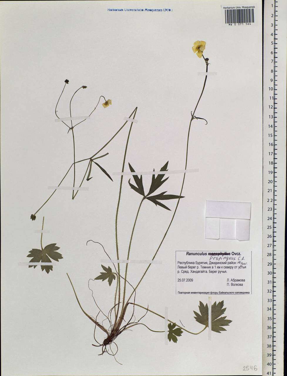 Ranunculus propinquus C.A.Mey., Siberia, Baikal & Transbaikal region (S4) (Russia)