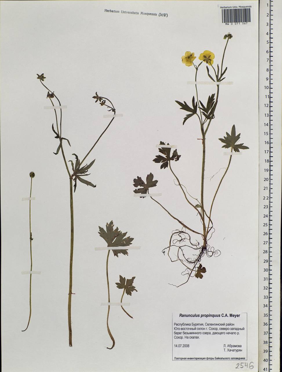 Ranunculus propinquus, Siberia, Baikal & Transbaikal region (S4) (Russia)