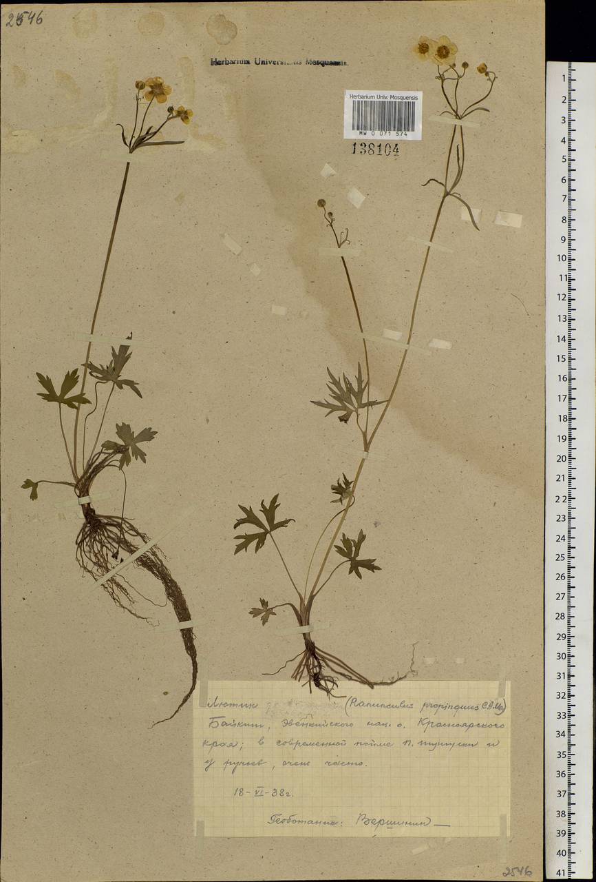 Ranunculus propinquus, Siberia, Central Siberia (S3) (Russia)