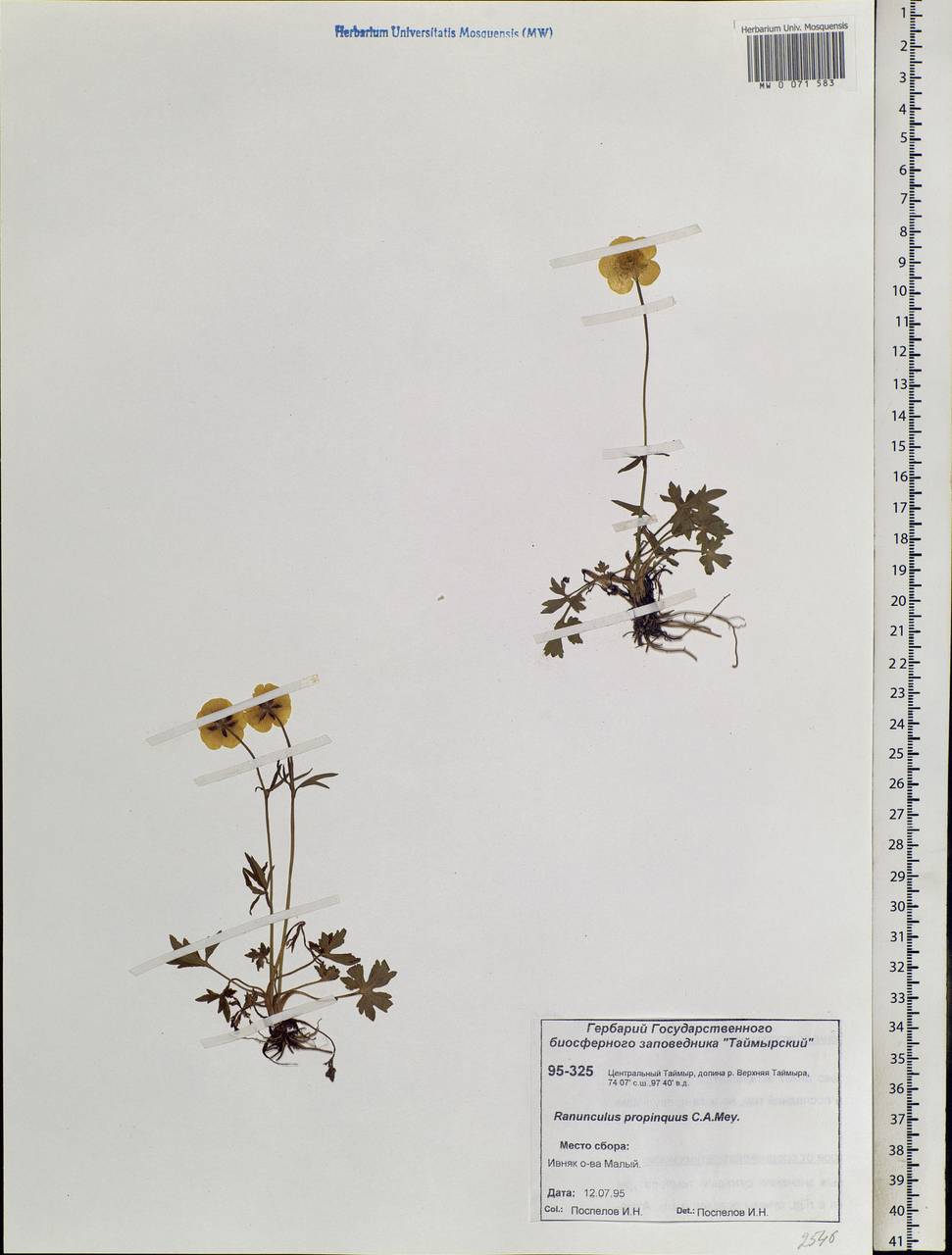 Ranunculus propinquus C. A. Mey., Siberia, Central Siberia (S3) (Russia)