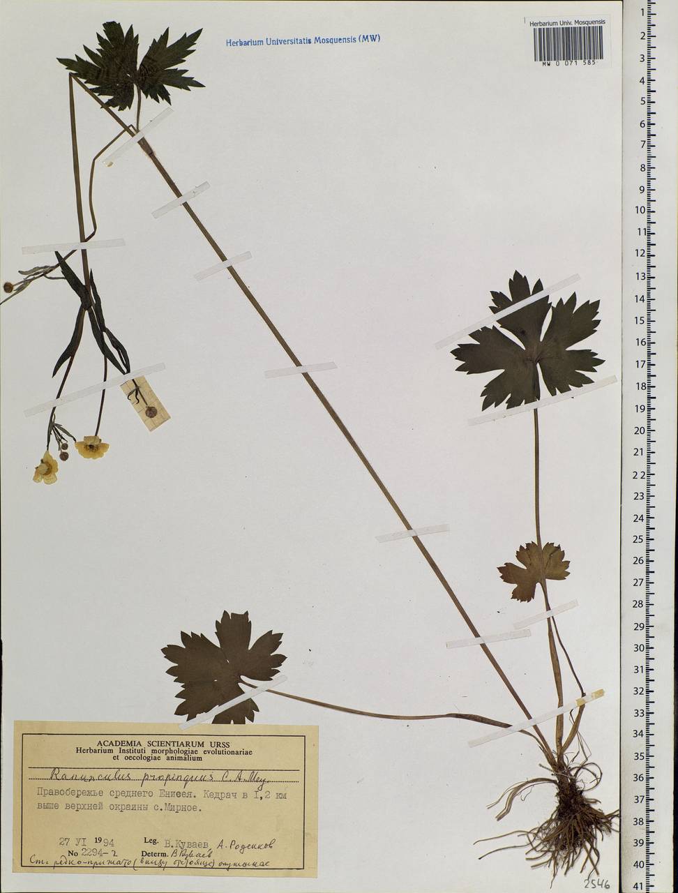 Ranunculus propinquus, Siberia, Central Siberia (S3) (Russia)