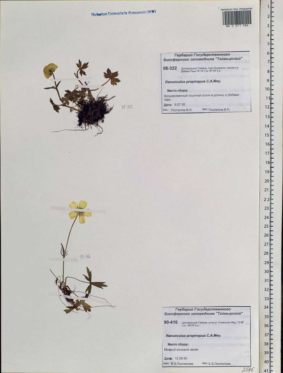 Ranunculus propinquus, Siberia, Central Siberia (S3) (Russia)